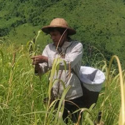 ချင်း​ပြည်တောင်ပိုင်းတွင် မိုးများ၍ ပိုးကျခြင်းကြောင့် ပြောင်းနှင့်ဆပ်ဝါခင်းများ ပျက်စီးပြီး နောက်နှစ်အတွက် မျိုးပင်မရဖြစ်နေ