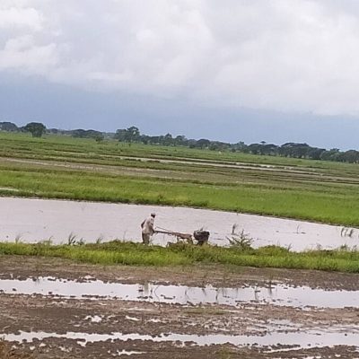 စပါးတင်း ၇၀ ရောင်းချရသည့်ငွေသည် လယ်တစ်ဧက စိုက်ပျိုးစရိတ်ကုန်ကျမှုအတွက်ပင် လောက်ငမှုမရှိဖြစ်နေ