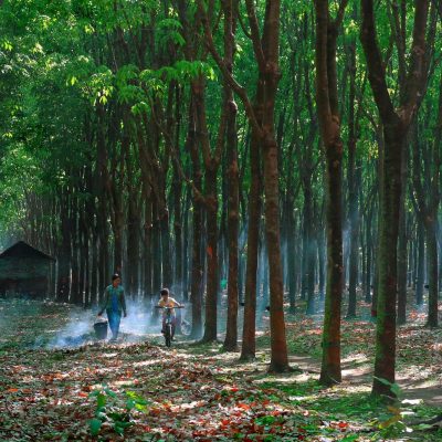 ရေးမြို့မြောက်ပိုင်းဥယျာဉ်ခြံတွင် ညမအိပ်ရန် စစ်ကော်မရှင် သတိပေးချက် ခြံလုပ်ကိုင်သူများ အခက်တွေ့နေ