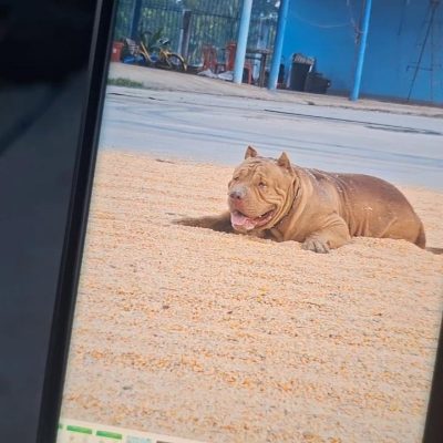 ပစ်ဘူးလ်ခွေးတစ်ကောင်က နှစ်လသားအရွယ် ကလေးငယ်ကို ကိုက်သတ်