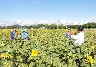 ပဲခူးတိုင်းအနောက်ခြမ်းရှိတောင်သူများ နေကြာစိုက်ပျိုးရန် စစ်ကော်မရှင်က ဖိအားပေးနေ