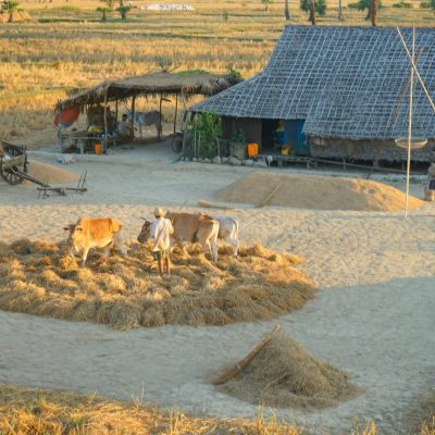 ယခုနှစ် မိုးစပါး စျေးကောင်းမရသဖြင့် မွန်ဒေသတောင်သူများ အရှုံးပေါ်နေဟုဆို