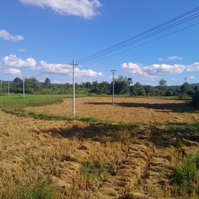 တစ်လနီးပါး​​ကြာ စစ်​​ရေးအခြေအနေများကြောင့် ကလေးတောင်ပိုင်းပြည်သူများ စပါးရိတ်သိမ်းခွင့်မရ၊အခက်အခဲများကြုံနေ