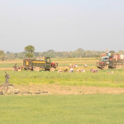 စစ်​ရေးတင်းမာ​နေသည့် ကလေးတောင်ပိုင်းတွင် စပါးပေါက်စျေးကြောင့် လုပ်အားခမကာမိဘဲ တောင်သူများအရှုံးပေါ်