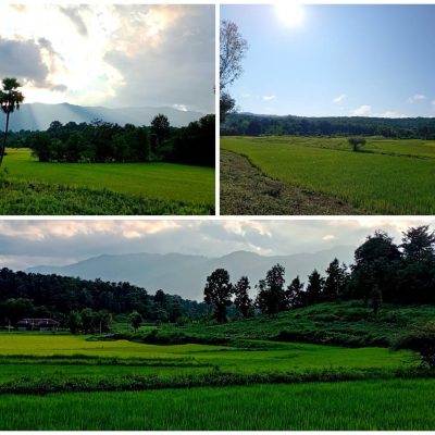 စိုက်ပျိုးစရိတ်နှင့် လုပ်အားခ မြင့်တက်နေသော်လည်း ထီးလင်းတွင် စပါးတစ်တင်း ကျပ် ငါးသောင်းခန့်သာစျေးရ