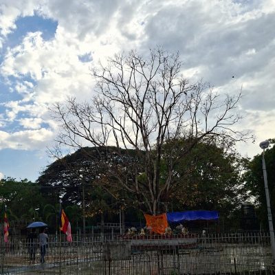 နိမိတ်ကောင်းသည်ဟု ဝါဒဖြန့်ခဲ့သည့် မဟာဝိဇယဘုရားမှ ညောင်ရွက်များအားလုံး ကြွေကျ