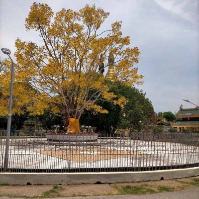 မဟာဝိဇယဘုရားမှ ညောင်ပင် ရောဂါကျပြီး အရွက်များဝါလာသည်ကို ထူးခြားဖြစ်စဉ်ဟုဆို ဂေါပကအဖွဲ့က စစ်ကော်မရှင်ထံ တင်ပြ