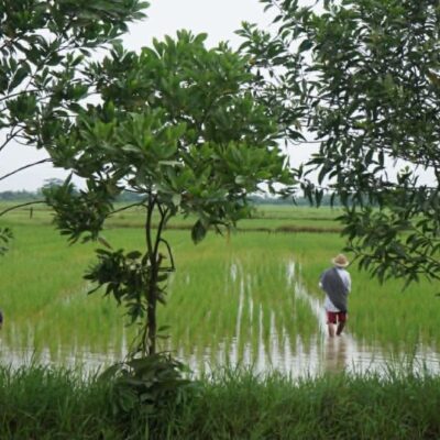 စက်သုံးဆီအခက်ကြောင့် ချောင်းဆုံတွင် လယ်ဧကတစ်သောင်းကျော် စပါးမစိုက်နိုင်