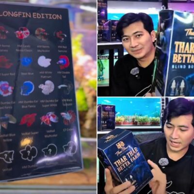 သက်ရှိ Betta fish များကို Blind Box လုပ်ပြီး အရုပ်ကဲ့သို့ ကံစမ်းမဲနှိုက်ရောင်းချနေသည့် Nemo Fish Shop ဝေဖန်ခံနေရ