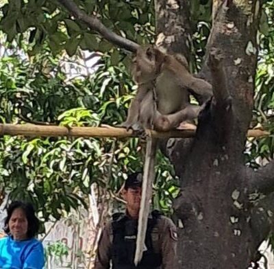အဖိုးဖြစ်သူ မွေးမြူထားသည့် မျောက်ကိုက်မှုကြောင့် အသက် ၆နှစ်အရွယ် ကလေးသေဆုံး